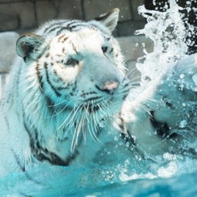 【 大人2枚】東武動物公園 アトラクションパスセット付【完全キャッシュレス/現金不可】